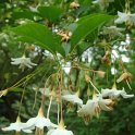 Styrax japonica fleur
